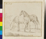 Darstellung zweier Pferde