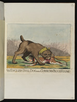 Eine englische Bulldogge und ein korsischer Bluthund