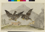 Jagd der Geier auf Hase und Hund, mit Beiblatt: Skizze eines Hasen, Hundes und angreifenden Raubvogels und Text zu "Ein hungriger Wolf"