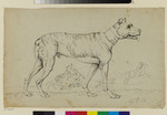Dogge mit breitem Halsband, im Hintergrund zwei Reiter, von Hunden angefallen