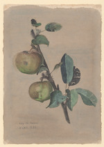 Zwei Äpfel am Zweig