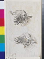 Studienblatt mit zwei Schafsköpfen