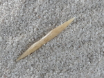 Knebelangelhaken aus Knochen