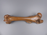 linker Femur (Oberschenkelknochen) vom Pferd