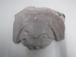 Fragment eines Frauenkopfes (Bruchstück einer Konsole aus der Brüderkirche in Kassel, das beim Brand abgeplatzt ist)