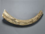 Fragment eines Mammutstoßzahns