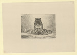 Löwin mit drei schlafenden Jungen (Stoll 191)