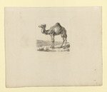 Kamel in einer Landschaft, nach links blickend (Stoll 195)