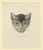 Den Mäusen zur freundlichen Erinnerung, Katzenkopf, en face (Stoll 197)