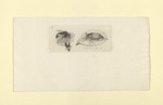 Hummel und Maikäfer, in natürlicher Größe (Stoll 203)