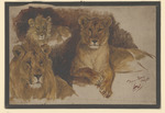 Löwenfamilie, Studie