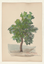 Die Acacia - Robinia pseudoacacia