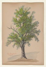 Der Bergahorn - Acer pseudoplatanus