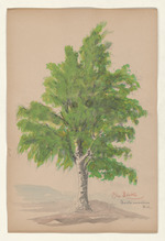 Die Birke - Betula verrucosa