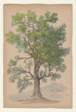 Die Eiche - Quercus pedunculata