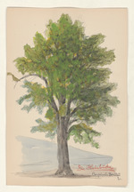 Die Hainbuche - Carpinus Betulus