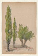 Die italienische Pappel - Papulus dilatata und Die Weide - Salix alba