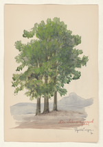 Die Schwarzpappel - Populus nigra