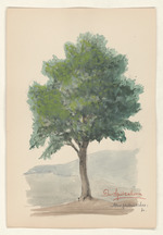 Der Spitzahorn - Acer paltanoides