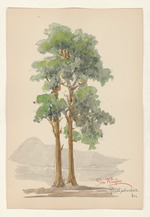 Die Kiefer - Pinus silvestris