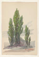 Wacholderbäume - Juniperus