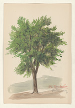 Der Birnbaum - Pirus communis