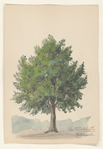 Der Kirschbaum - Prunus avium