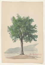 Der Pflaumenbaum - Prunus domestica