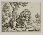 Löwe auf seiner Hinterflanke sitzend und nach vorn blickend