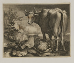 Drei Kühe mit einem Hirten und Kohlköpfen im Vordergrund