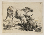 Zwei Schafe, das hintere stehend, das vordere liegend und mit einem Seil festgebunden