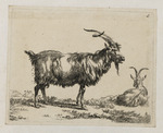 Zwei Ziegenböcke, der vordere stehend und köttelnd, der hintere liegend