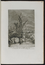 Auf beiden Seiten gefleckter Hirsch, der 1726 gefangen wurde