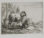 Liegendes Schaf, stehendes Schaf und liegende Ziege mit Glocke