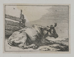 Liegende Kuh neben einem Zaun