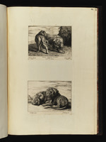 182. / 183. | Variae Leonum Icones pictae à Petro P. Rubens | A. Bloteling fec.