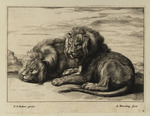 Zwei liegende Löwen