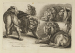 Sechs Löwen