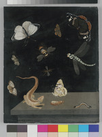 Tafel mit Eidechse und Insekten