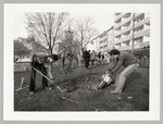 Pflanzung Bebelplatz, Aushebung der Pflanzenlöcher, Fotodokumentation "7000 Eichen", documenta 7