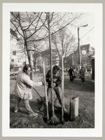 Pflanzung Bebelplatz, Einsetzen der Bäume, Fotodokumentation "7000 Eichen", documenta 7