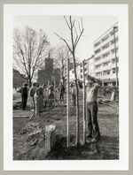 Pflanzung Bebelplatz, Anbindung der Bäume, Fotodokumentation "7000 Eichen", documenta 7