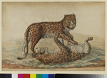 Zwei spielende Leoparden