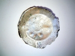 Silbermünze (Hohlpfennig)